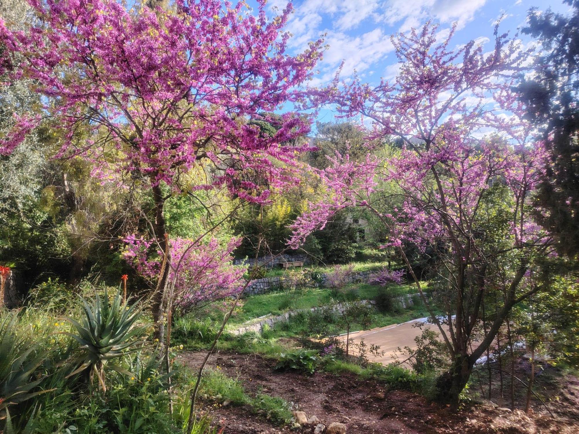 Domaine Des Petites Soeurs A 800M Du Centre Historique Avec 5200M2 De Parc Arbore Vence Εξωτερικό φωτογραφία